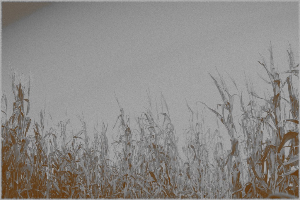 wheat field